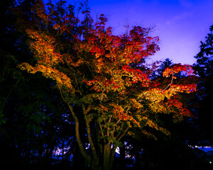 紅葉ライトアップ