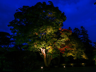 紅葉ライトアップ