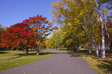 真駒内公園の紅葉　秋