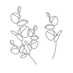 Eucalyptus sprig set line drawing. Floral design. Branches with leaves illustratoin