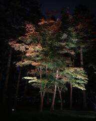 紅葉ライトアップ
