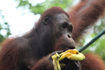 orang utan