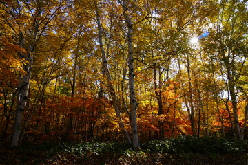 真駒内公園の紅葉　秋