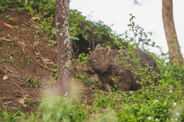 Common Wombat, Kangaroo Valley, NSW, Australia