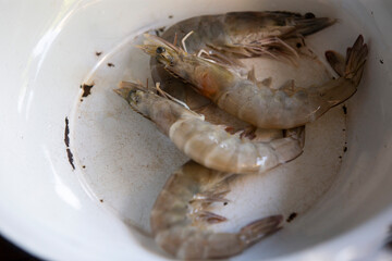 fresh shrimps on the market