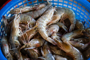 fresh shrimps on the market