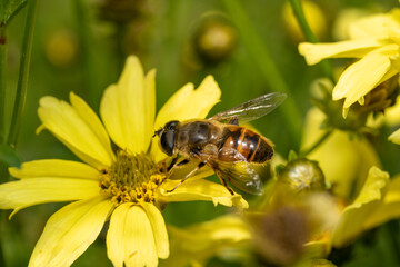 Closeup of a Bee, or Honeybee, Apis Mellifera collecting pollen from a yellow flower.