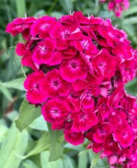 pink flowers