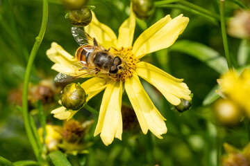 Closeup of a Bee, or Honeybee, Apis Mellifera collecting pollen from a yellow flower.