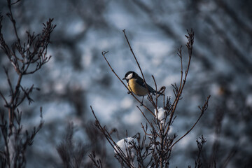 great tit on leafless weigela florida branch in cold winter day