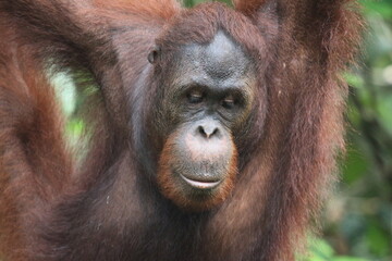 orang utan