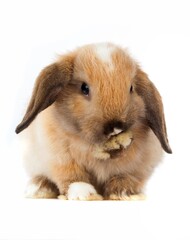 Fototapeta premium Lop Eared Rabbit cleaning its paw
