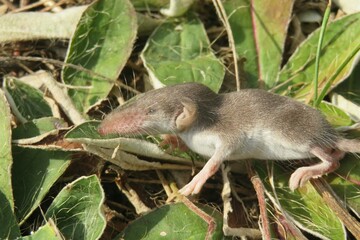 Small gray shrew on grass background in the garden, closeup