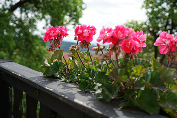 Fototapeta na wymiar Red flower photographed in the local garden in Bavaria