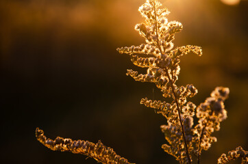 Silhouettes of dry plants on background of sunset. Selective focus inflorescences of dry grass with copy space. Natural background of wild flowers. Autumn season concept.
