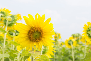 Fototapeta premium sunflower in the field