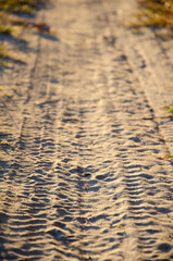 Tire marks on sandy surface with copy space. Green and dry grass grows on sand. Sunny day. Tire tracks on sandy forest road in sunlight.