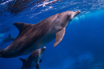 Obraz premium イルカ