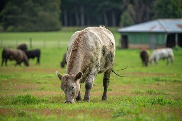 Cow in a green field