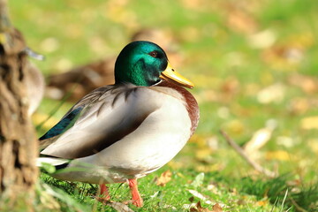 Mallard duck male sunbathing on lake coast in fall sunny day