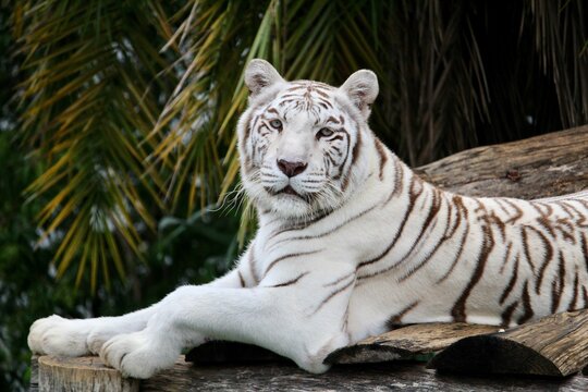 White Tiger In A Zoo