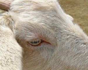 Goat rectangle shaped eye pupil and white eyelashes head fur hair close up view