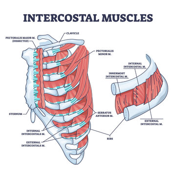 Intercostal muscles between ribs in anatomical chest cage outline diagram. Labeled educational expand and contract skeleton ability for breathing vector illustration. Serratus and pectorialis location