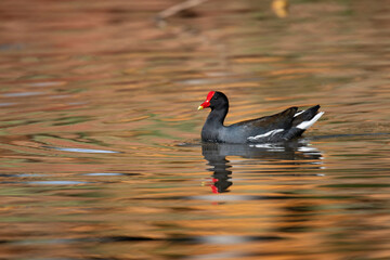 galinha-d'água (Gallinula galeata)