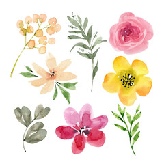 set of delicate watercolor flowers and plants, hand painted