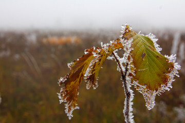 Freezing wilted elm leaves on a foggy morning