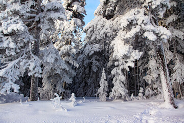 snow covered trees in the mountains