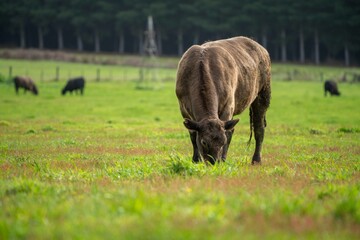 Cow in a green field