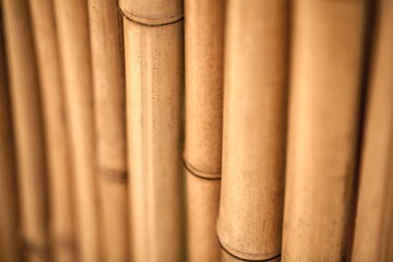 Bamboo texture
