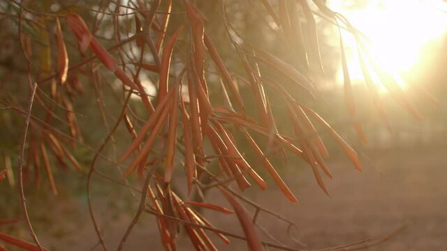 Dry leaves of a dead olive tree in sunlight. Deadly disease killing olive trees across Europe. Close up.