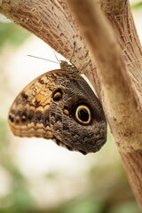 Owl Butterfly on a Tree Branch