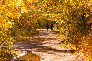 Path in autumn forest, Walkers in an autumn park, People walking in an autumn park