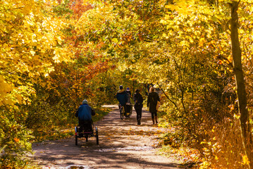 Fototapeta premium Path in autumn forest, Walkers in an autumn park, People walking in an autumn park