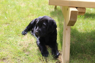 black labrador retriever puppy
