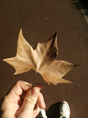 hand holds leaf. autumn fox in hand. maple leaf in the park