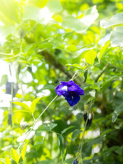 The purple flowers of the butterfly pea are blooming on the butterfly pea plant