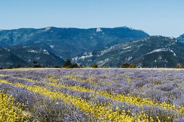 Fototapeta premium Montagnes en France avec un champ de lavande provencale en premier plan