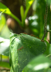 Weaver ants live on nests made of green leaves.