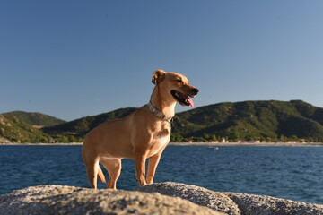 dog sitting on the rock at seashore on background of blue water, mountains and sky