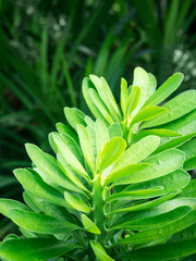 Green leaves of Malayan spurge tree