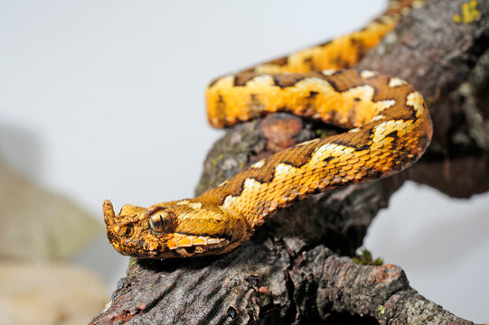 Nose-horned viper // Europ&auml;ische Hornotter (Vipera ammodytes)