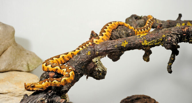 Nose-horned viper // Europ&auml;ische Hornotter (Vipera ammodytes)
