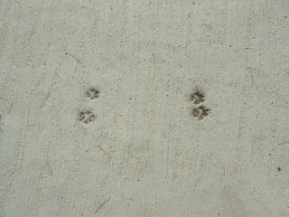 Dog foot step on cement top view