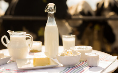 dairy products on table against the background of herd of cows in barn