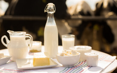 dairy products on table against the background of herd of cows in barn