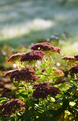 Sedums in autumn frosty garden in sunny cold morning, bokeh, selective focus, vertical.